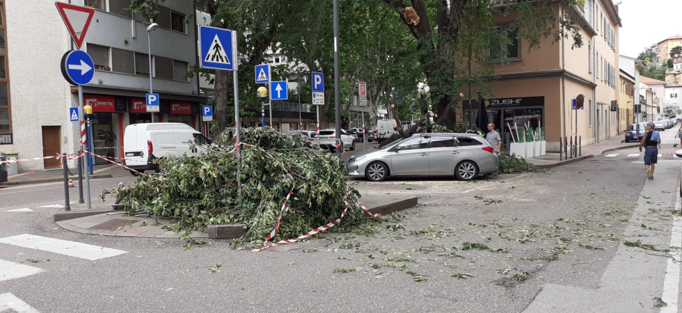 Un ramo si spezza e piomba sulle auto in sosta